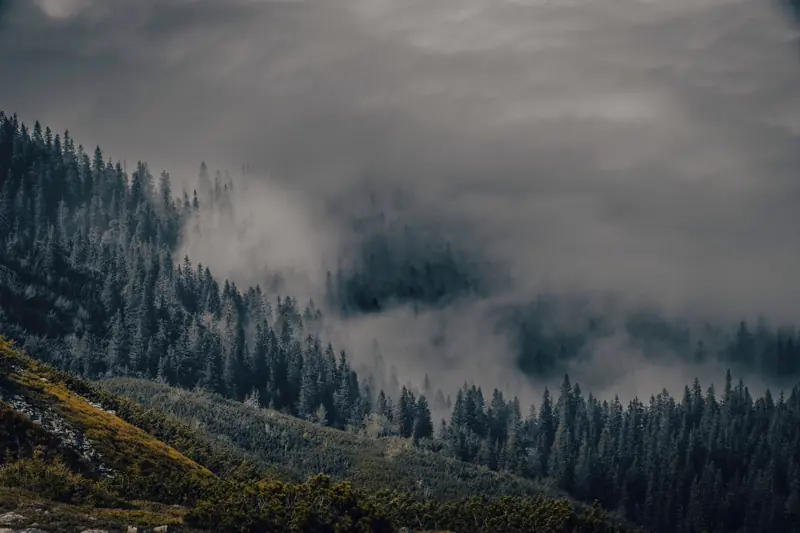 Forest at a Dowlet timber sourcing region