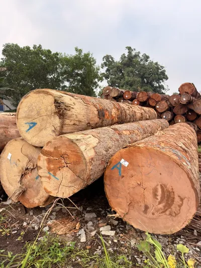 Round logs stacked at the log yard — photo 1 of 71
