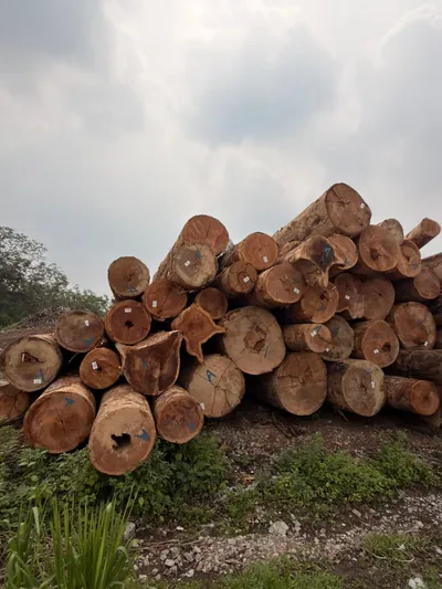 Round logs stacked at the log yard — photo 2 of 71