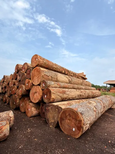 Round logs stacked at the log yard — photo 3 of 71