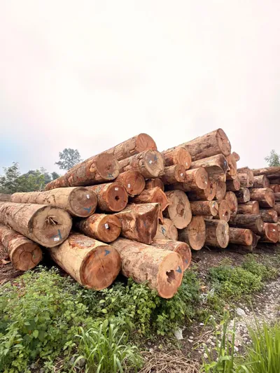 Round logs stacked at the log yard — photo 4 of 71