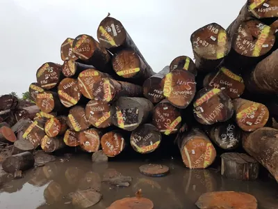 Round logs stacked at the log yard — photo 5 of 71