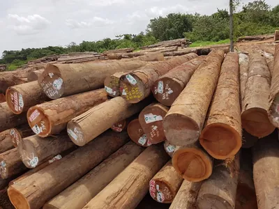 Round logs stacked at the log yard — photo 6 of 71