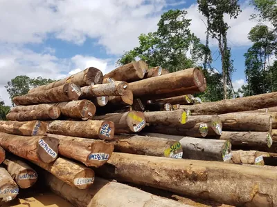 Round logs stacked at the log yard — photo 7 of 71