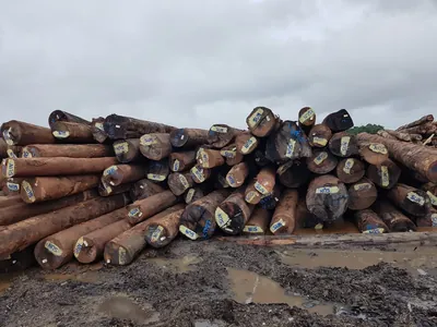 Round logs stacked at the log yard — photo 8 of 71