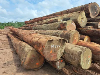 Round logs stacked at the log yard — photo 9 of 71