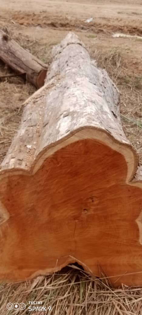 Round Log 11