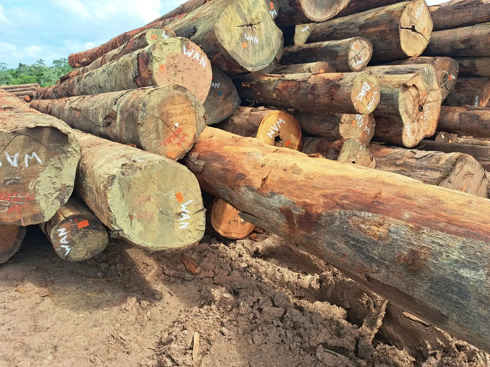 Stacked round timber logs at a commercial log yard